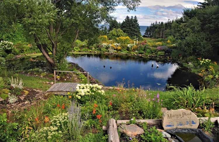 pond with birds and floswers